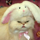My bun is too happy